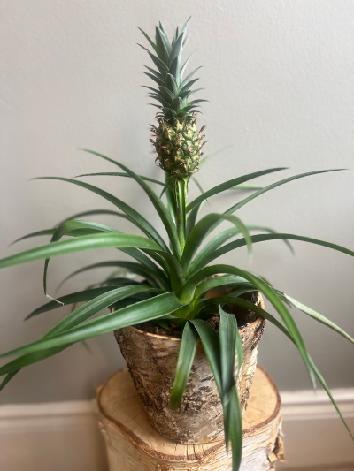 Pineapple plant in a birch pot easy to care for and a bit different