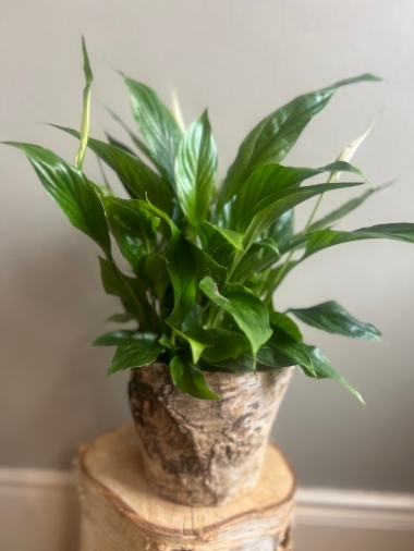 Peace Lilly in a birch pot